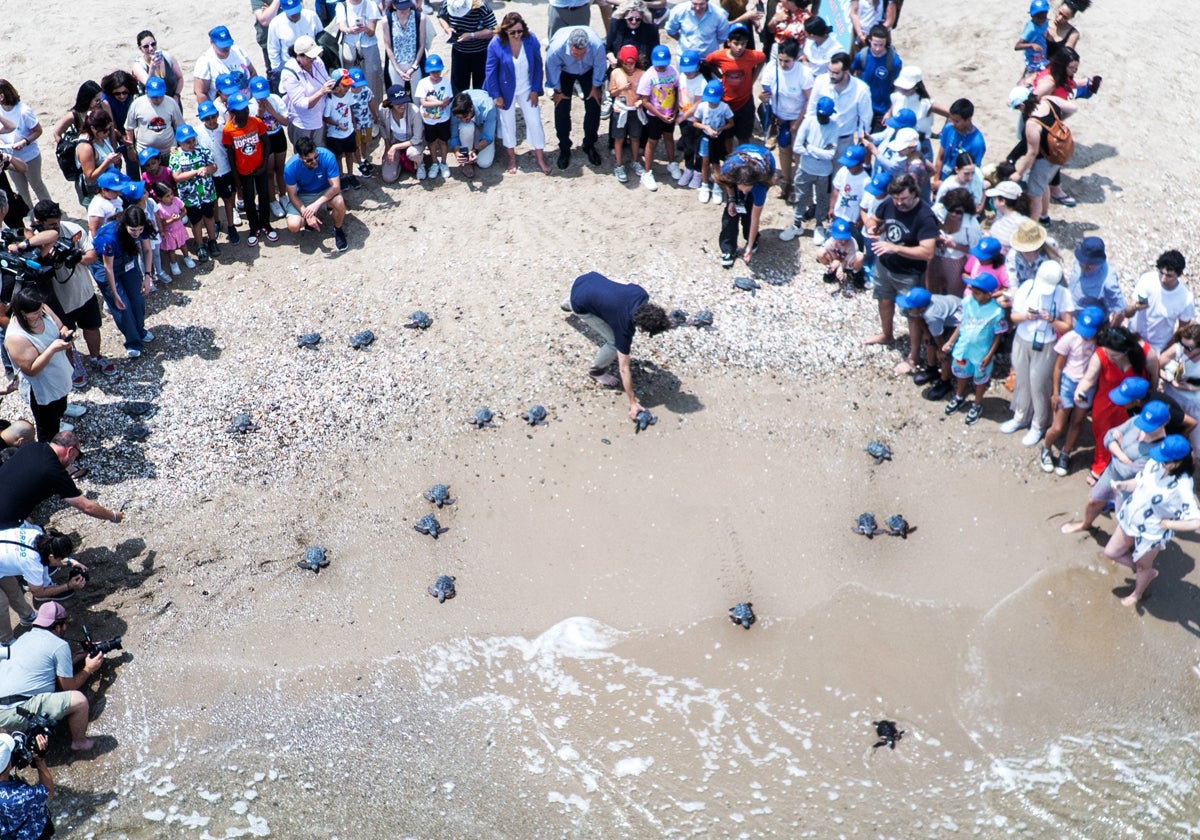 Imagen de la suelta al mar de las tortugas en la playa de El Parador de El Saler