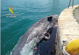 El vídeo del cachalote de diez metros rescatado muerto junto a la isla de Tabarca